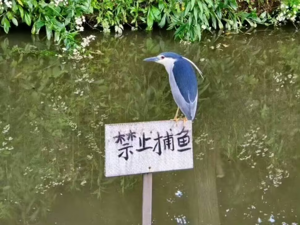 叶子碎碎念 法外狂徒（第 2 张图片）
