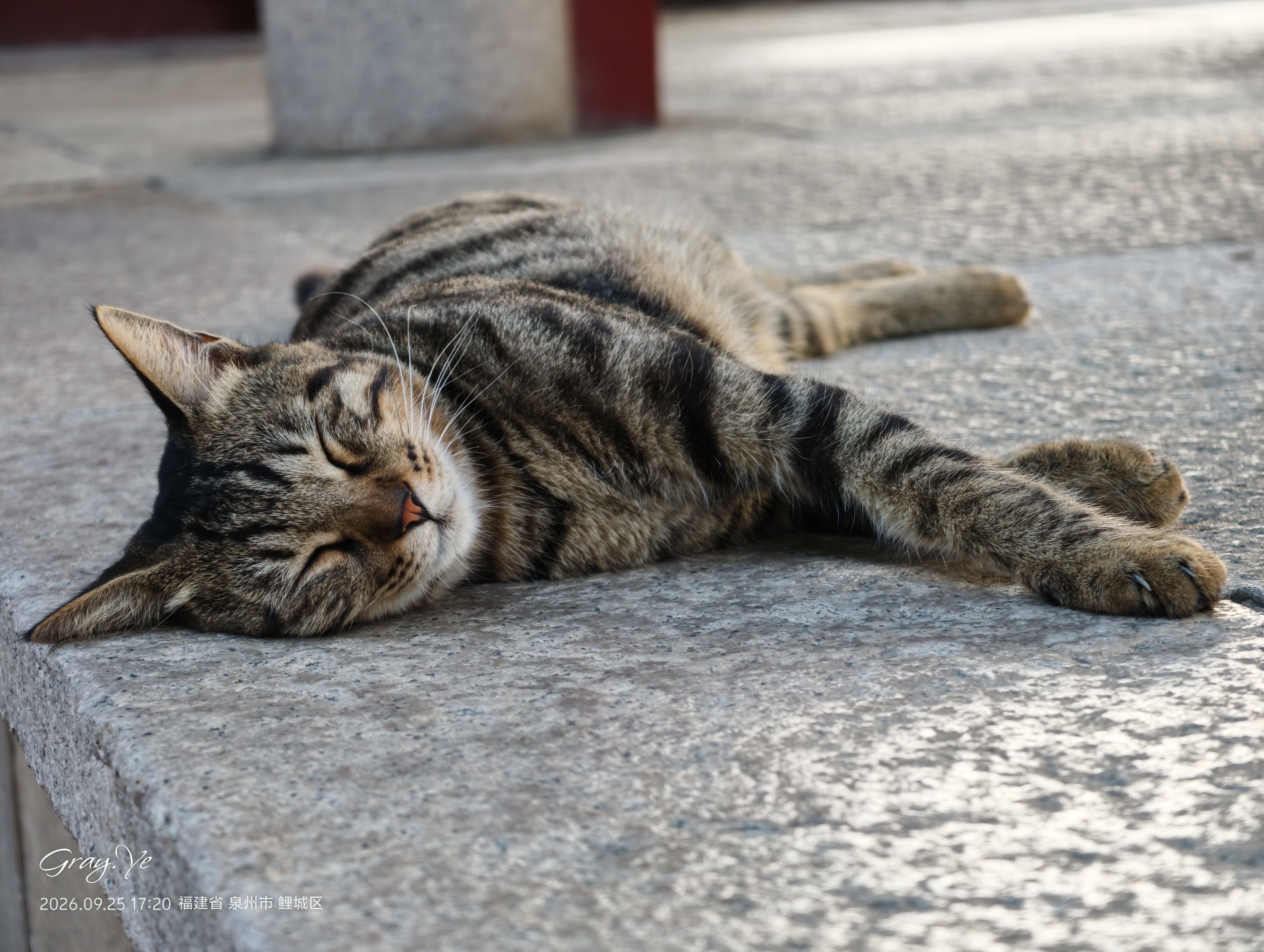 猫 萌宠 天后宫的猫🐱（第 3 张图片）