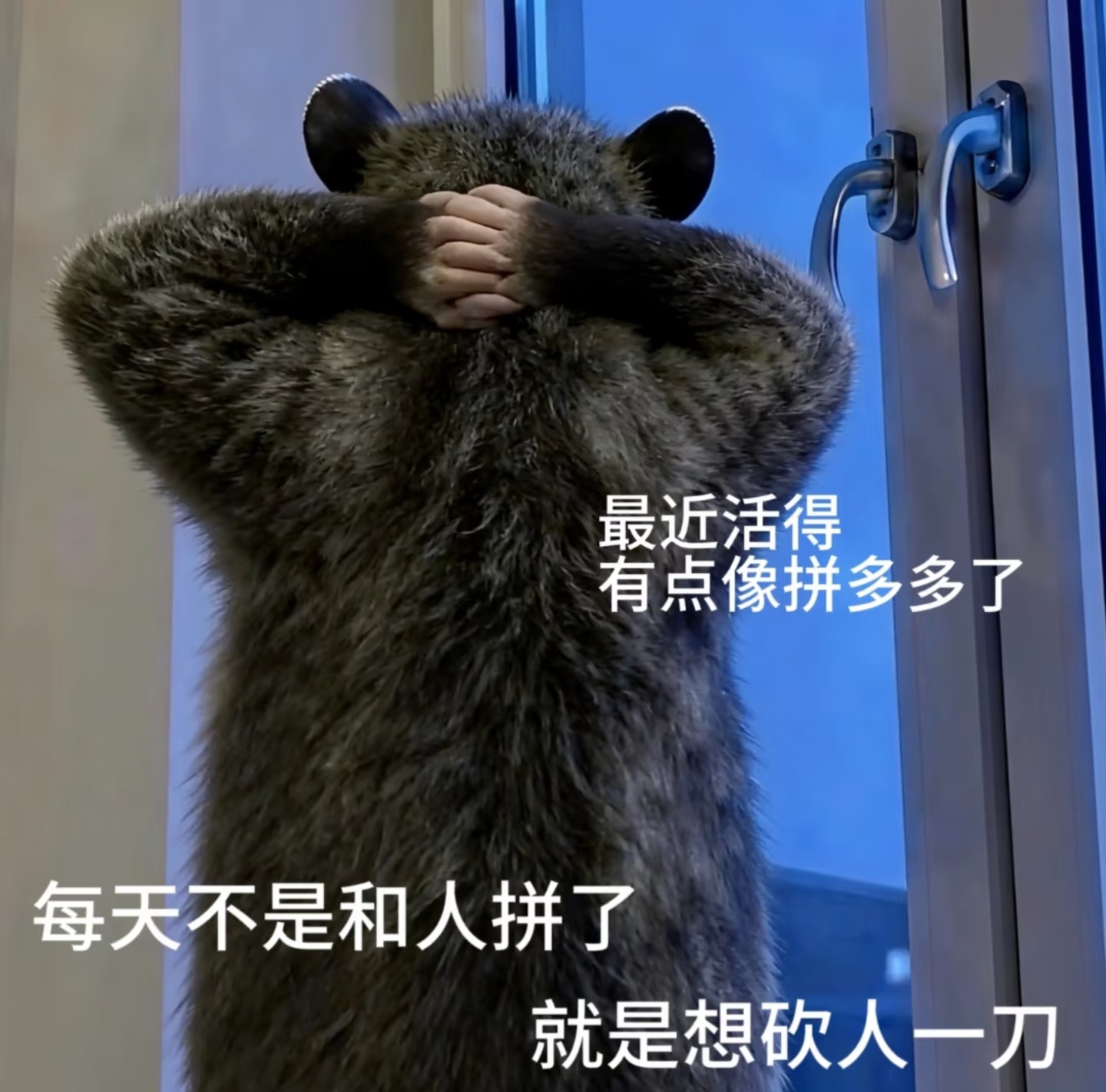 叶子碎碎念 节前一直很暴躁。（第 1 张图片）